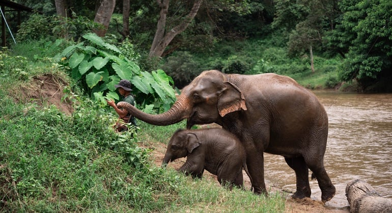 Walking with Giants Elephant  – Oferta especial de lanzamiento