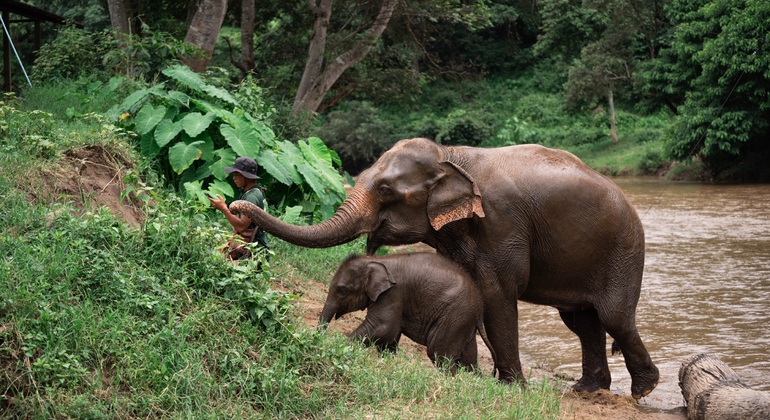 Walking with Giants Elephant  – Special Launch Offer Provided by Guide woody