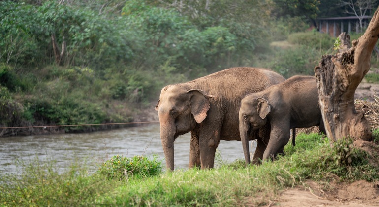 Walking with Giants Elephant  – Oferta especial de lanzamiento Tailandia &mdash; #2
