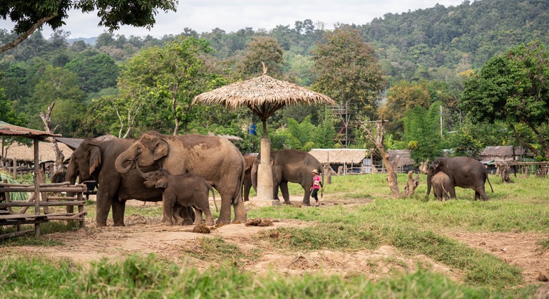 Walking with Giants Elephant  – Oferta especial de lanzamiento Tailandia &mdash; #3