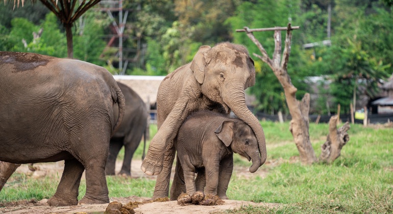 Walking with Giants Elephant  – Oferta especial de lanzamiento Tailandia &mdash; #4