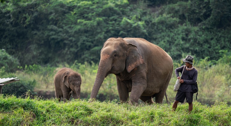 Walking with Giants Elephant  – Oferta especial de lanzamiento Tailandia &mdash; #5