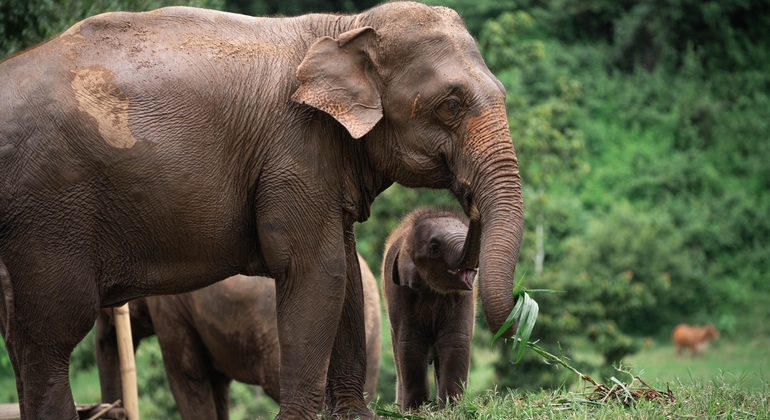 Walking with Giants Elephant  – Oferta especial de lanzamiento Tailandia &mdash; #7