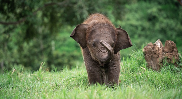 Walking with Giants Elephant  – Oferta especial de lanzamiento Tailandia &mdash; #8