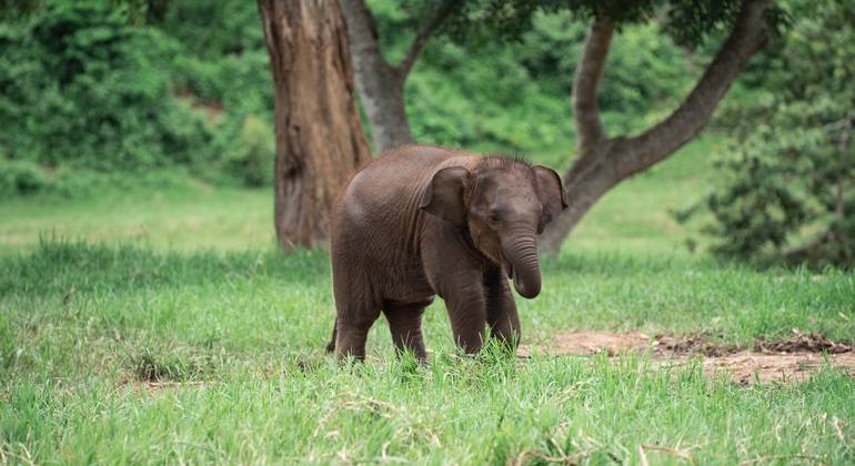 Walking with Giants Elephant  – Oferta especial de lanzamiento Tailandia &mdash; #9