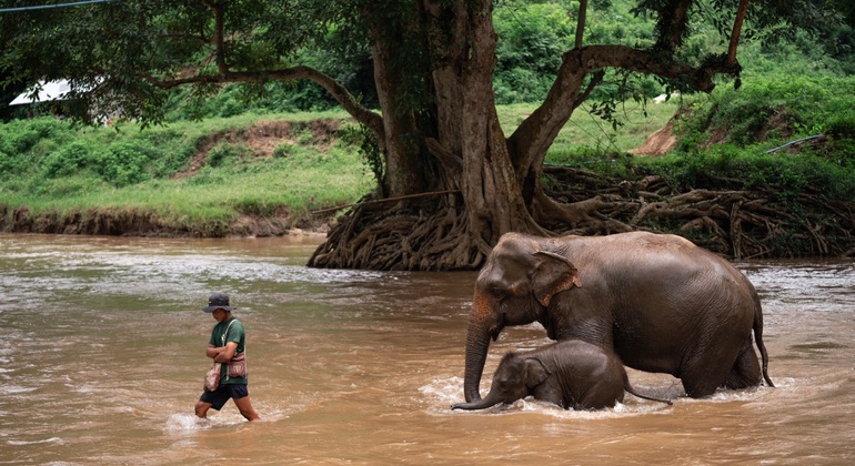 Walking with Giants Elephant  – Oferta especial de lanzamiento Tailandia &mdash; #10