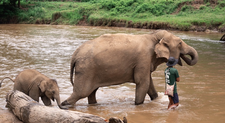 Walking with Giants Elephant  – Oferta especial de lanzamiento Tailandia &mdash; #11