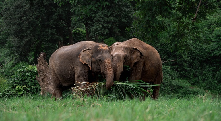 Walking with Giants Elephant  – Oferta especial de lanzamiento Tailandia &mdash; #12
