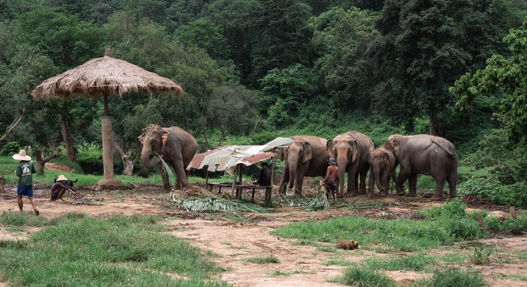 Walking with Giants Elephant  – Oferta especial de lanzamiento Tailandia &mdash; #13
