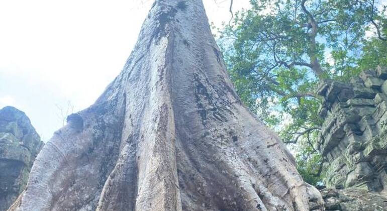 Siem Reap Free Tour: Culture, History, Market & Daily Life  Cambodia &mdash; #6