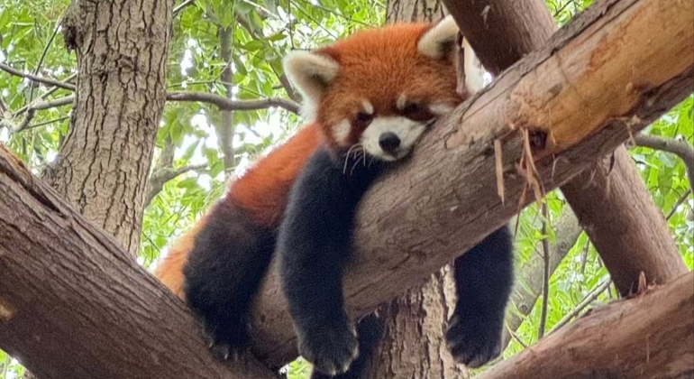 Chengdu Panda Valley & DuJiangYan Irrigation System Day Tour Provided by Cade