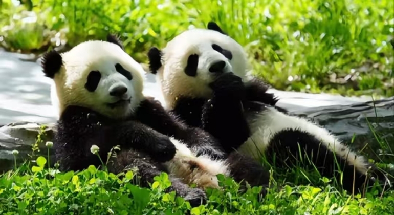 Chengdu Panda Valley & DuJiangYan Irrigation System Day Tour China &mdash; #9