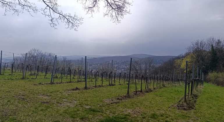Vignobles & panorama : tour gratuit exclusif de Vienne Mountain Vineyards Fournie par Monika Neubauer