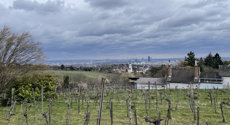 Vignobles & panorama : tour gratuit exclusif de Vienne Mountain Vineyards Autriche &mdash; #2