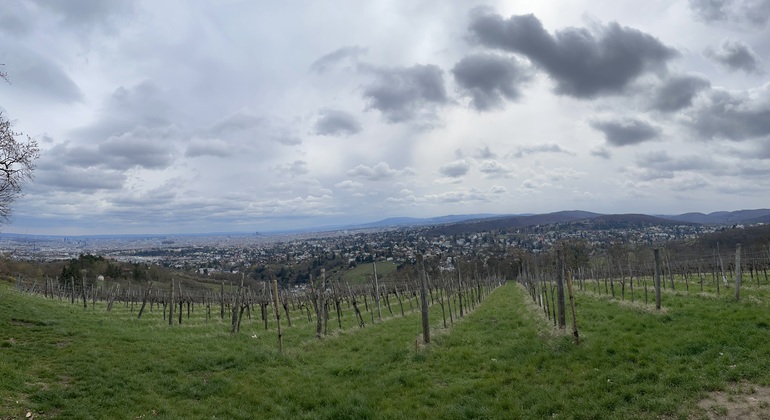 Vignobles & panorama : tour gratuit exclusif de Vienne Mountain Vineyards Autriche &mdash; #3