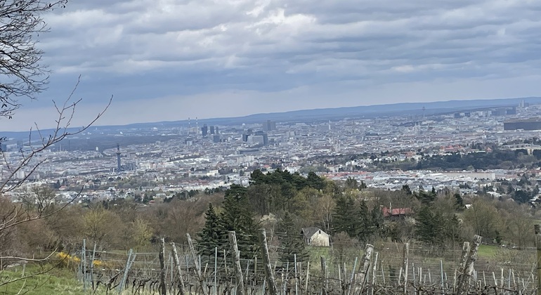 Vignobles & panorama : tour gratuit exclusif de Vienne Mountain Vineyards Autriche &mdash; #5