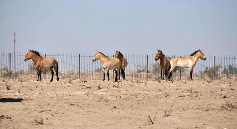 Tour to Ecocenter Jeyran in Bukhara Uzbekistan &mdash; #3