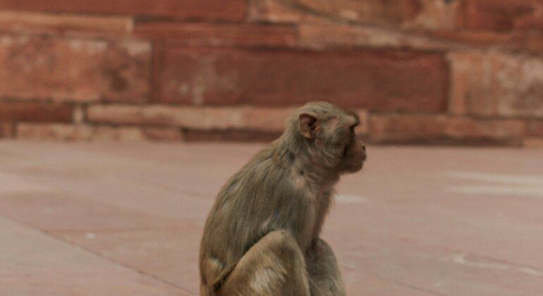 Old Delhi Free Tour : Ruelles cachées, temples, marché aux épices, thé, tuk-tuk Inde &mdash; #5