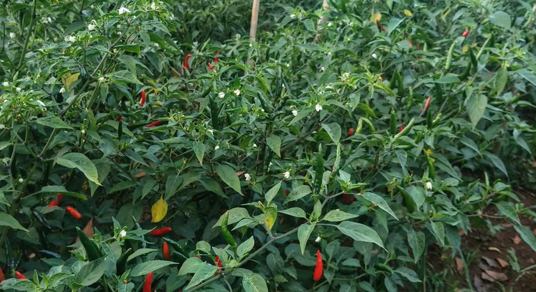 Excursão gratuita às Terras Altas: As melhores emoções e cultura de Cebu Filipinas &mdash; #6