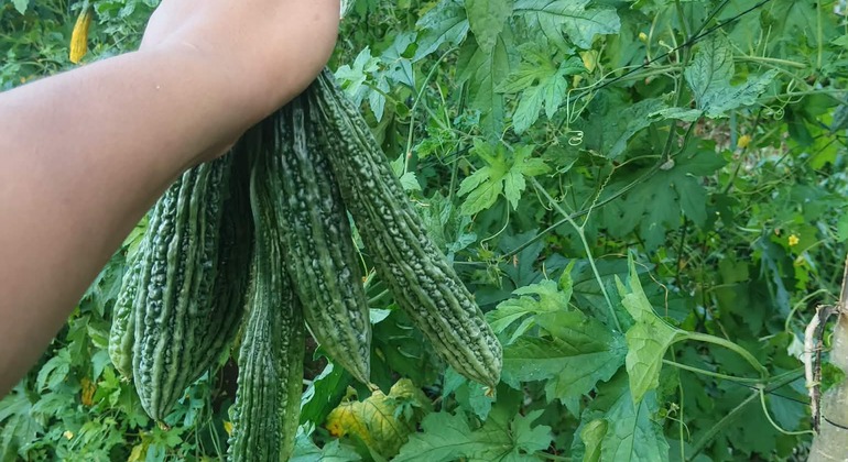 Excursão gratuita às Terras Altas: As melhores emoções e cultura de Cebu Filipinas &mdash; #10