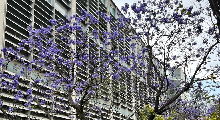 CDMX Verborgene Juwelen Tour: Schwimmende Bibliothek, geheime Wandmalereien & Pulque Mexiko &mdash; #7