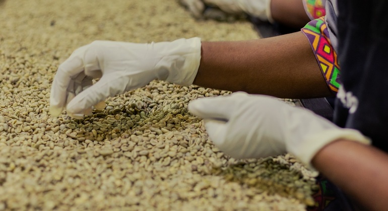 From Bean to Cup: The Ethiopian Coffee Tour Ethiopia &mdash; #2