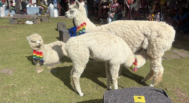 Cusco Food & Cultural Free Walking Tour Peru &mdash; #4