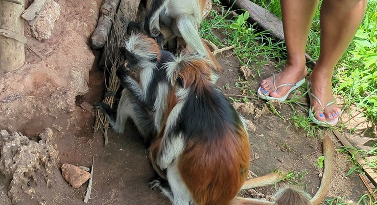 Circuit des singes rouges dans la forêt de Jozani