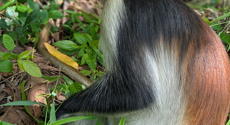 Circuit des singes rouges dans la forêt de Jozani Tanzanie &mdash; #2