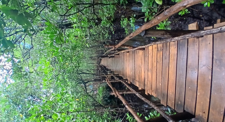 Circuit des singes rouges dans la forêt de Jozani Tanzanie &mdash; #3