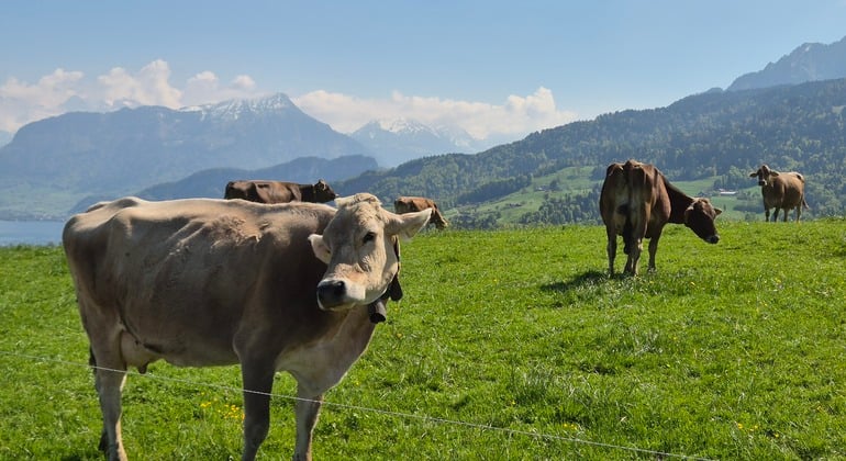 Funicular Ride & Swiss Mountain Views: Free Tour, Switzerland