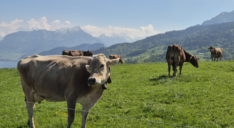 Funicular Ride & Swiss Mountain Views: Free Tour
