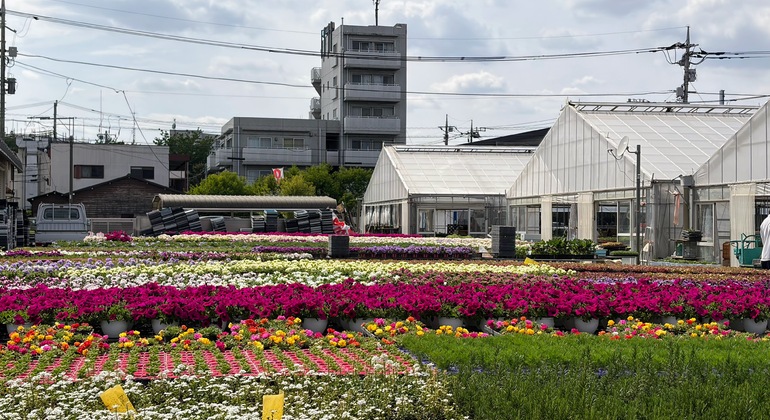 Ghibli's Town & Edo Architecture Museum Free Tour Japan &mdash; #4