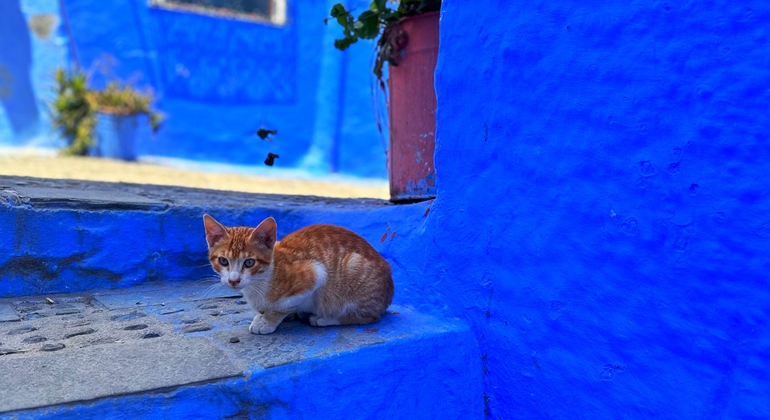 Chefchaouen authentique : visite gratuite de l'essence de la Perle Bleue Maroc &mdash; #7