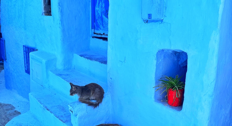 Chefchaouen authentique : visite gratuite de l'essence de la Perle Bleue Maroc &mdash; #21