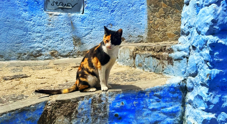 Chefchaouen authentique : visite gratuite de l'essence de la Perle Bleue Maroc &mdash; #40
