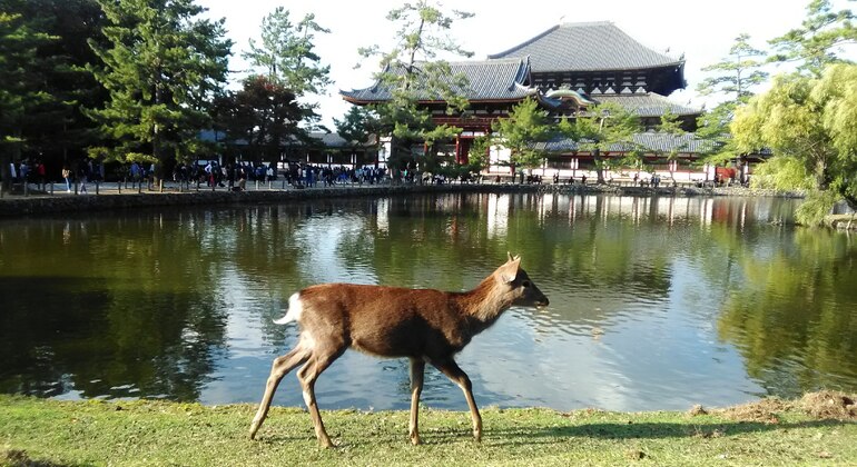 Mystische Touren zu den Nara-Tempeln Japan &mdash; #11