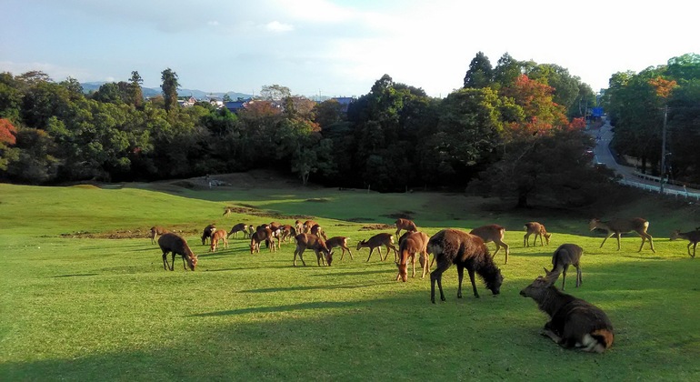 Mystische Touren zu den Nara-Tempeln Japan &mdash; #12