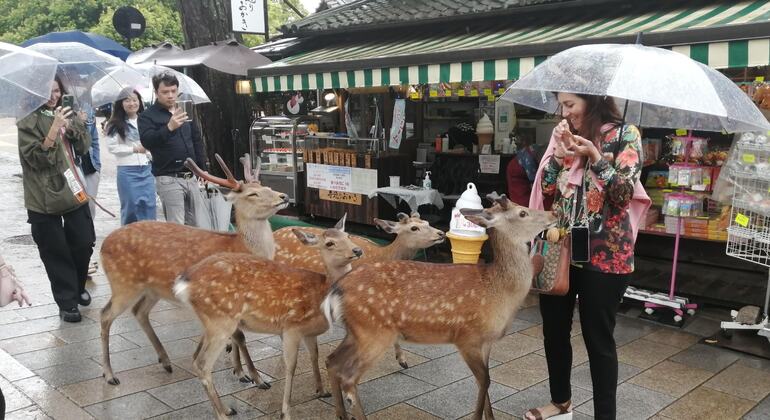 Mystische Touren zu den Nara-Tempeln Japan &mdash; #13