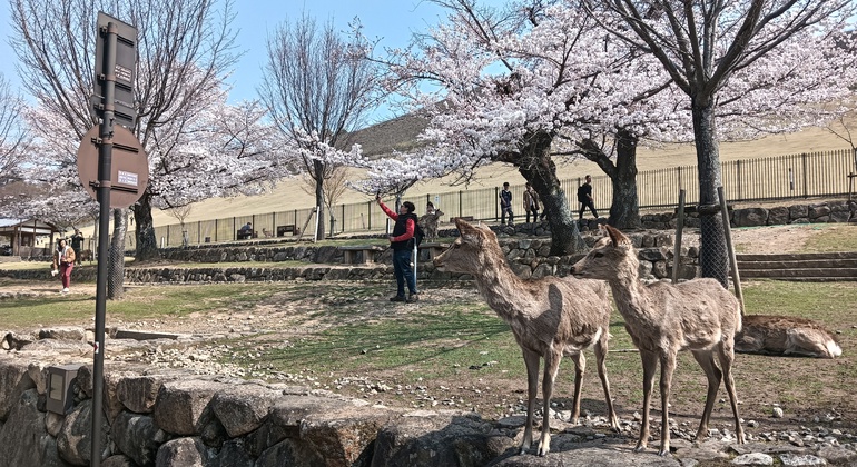 Mystische Touren zu den Nara-Tempeln Japan &mdash; #14