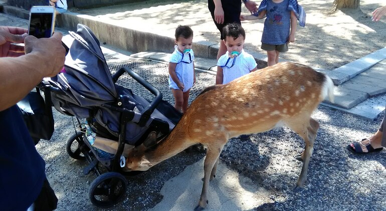 Mystische Touren zu den Nara-Tempeln Japan &mdash; #15