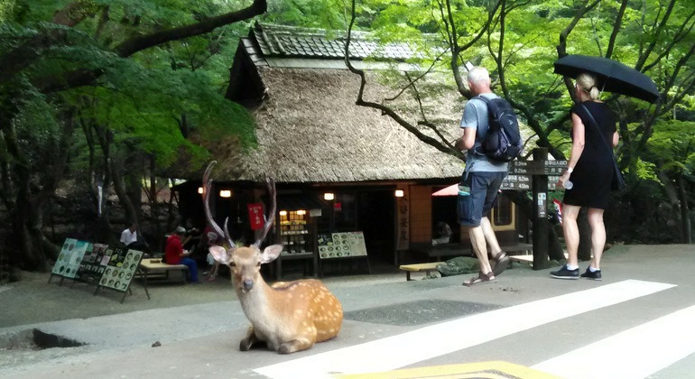 Mystische Touren zu den Nara-Tempeln Japan &mdash; #26