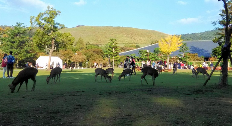 Mystische Touren zu den Nara-Tempeln Japan &mdash; #27