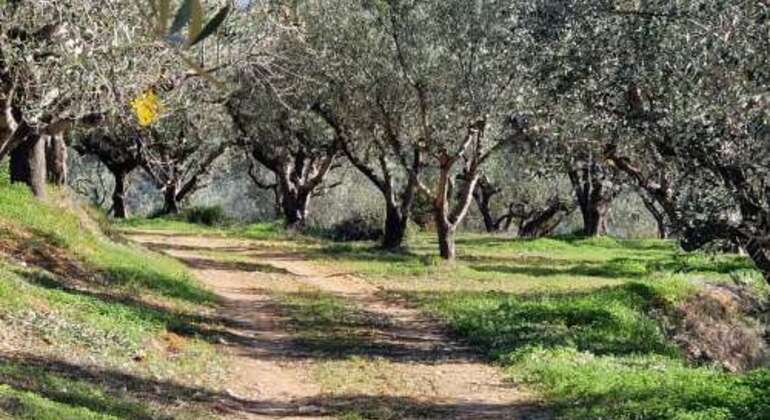 Excursión a pie por una granja de olivos y limones cerca de Kalamata
