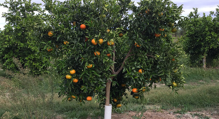 Walking Tour in Olive and Lemon Farm near Kalamata Greece &mdash; #2