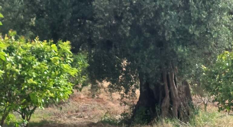 walking-tour-in-olive-and-lemon-farm-es-3