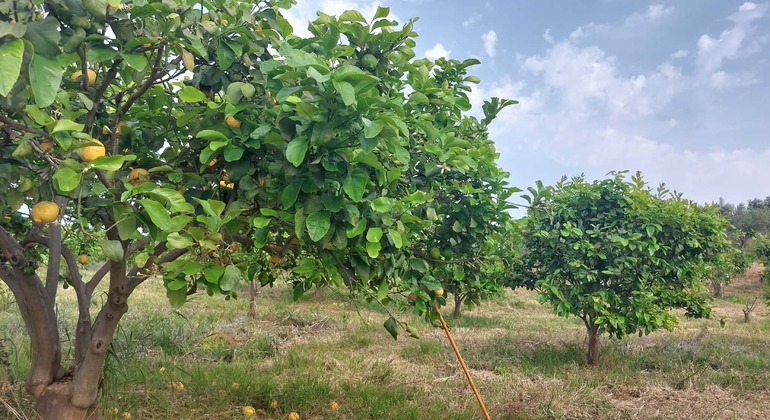 walking-tour-in-olive-and-lemon-farm-es-4