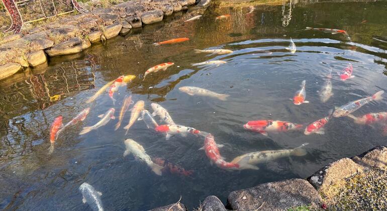 Erkunden Sie Hiroshima City Tour Japan &mdash; #12