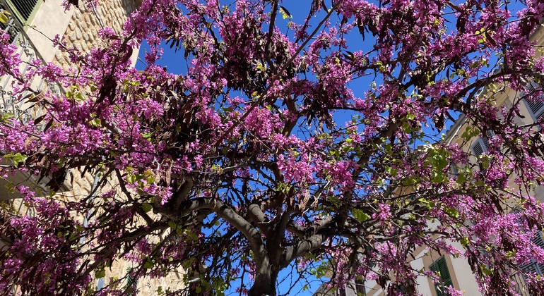 palma-de-mallorca-tour-cathedral-gardens-and-local-heritage-en-1