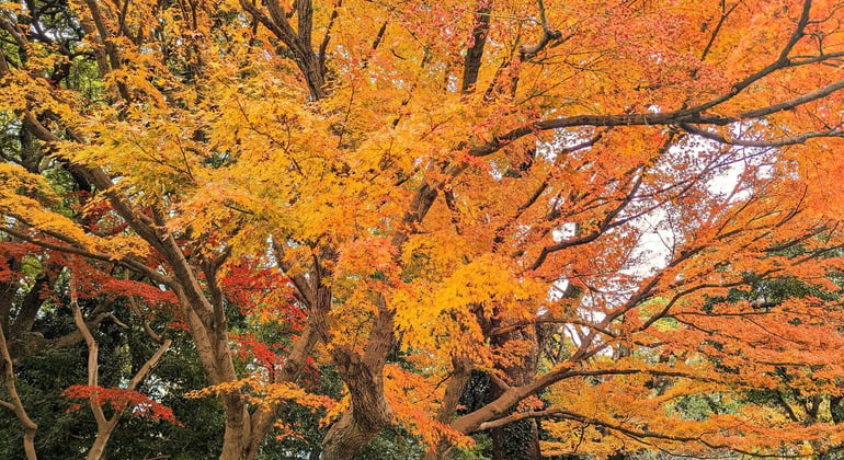 Tokyo: 1 Hour Imperial Palace Introduction from Tokyo Station Japan &mdash; #3